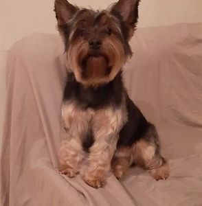 Meet your Posher, Roy